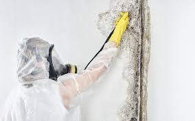 Best Environmental Consulting for Mold Prevention in Damascus, MD